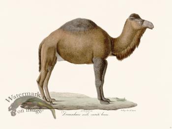 Cuvier 077 Camel